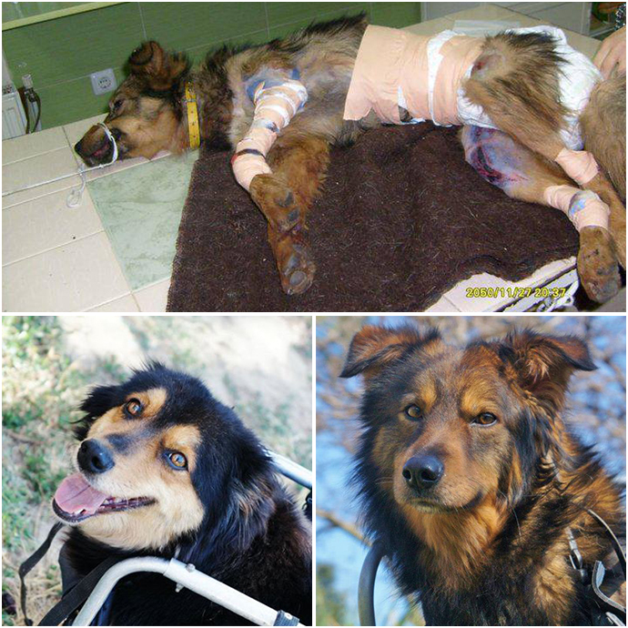 Tierengel Bulgarien, Tiere retten, Tiere in not, Straßenhunde retten