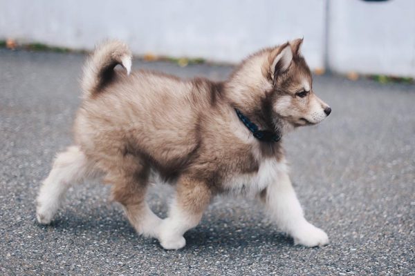 teddy, welcome to our family, siberian husky puppy, 10 wochen, husky welpe, rot braun weiß, Hundeblog, Lifestyle Blog, whoismocca.com