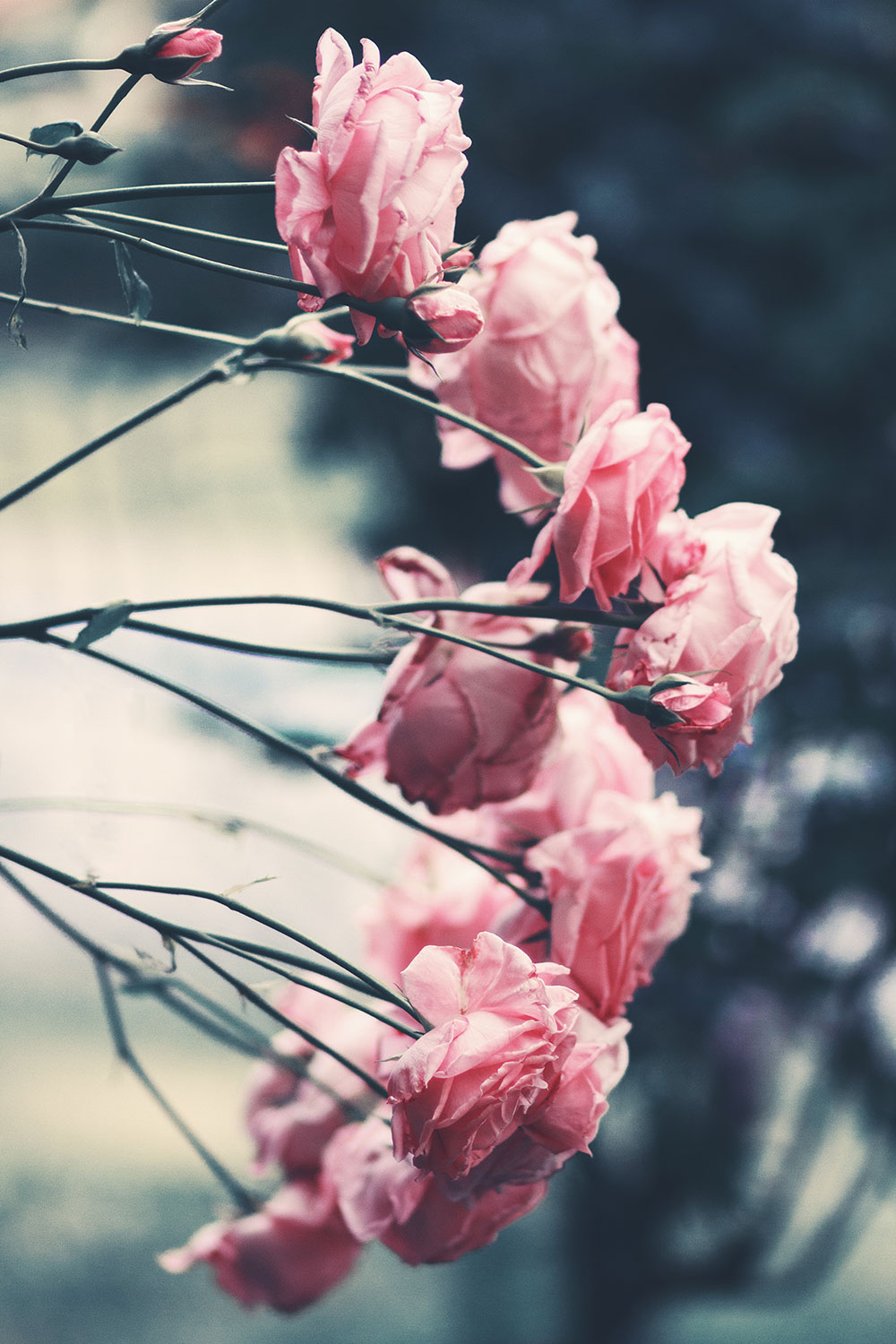 Good to know: so wird der valentinstag u...
