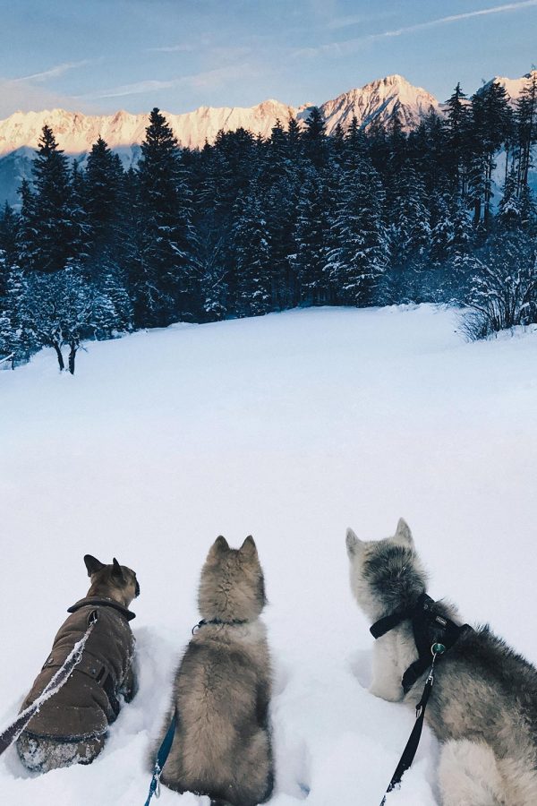 Das Leben mit Hund, Frenchie Mocca, Puppy Husky Teddy, Senior Husky Angel, Hundeblog, Hunde Magazin, Lifestyle Blog, whoismocca.com