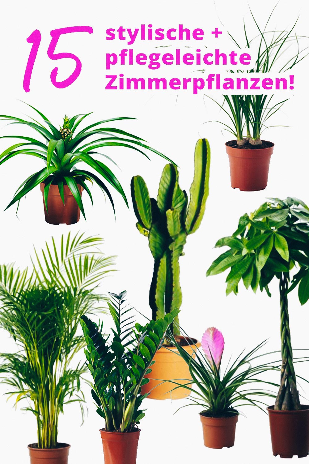 Der Pflanzen-Guide! 15 stylische und pflegeleichte ...