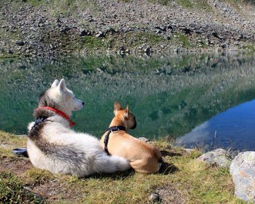 Ein Husky und eine französische Bulldogge – 2 Freunde auf Tour! Ein Husky und eine französische Bulldogge – 2 Freunde auf Tour!