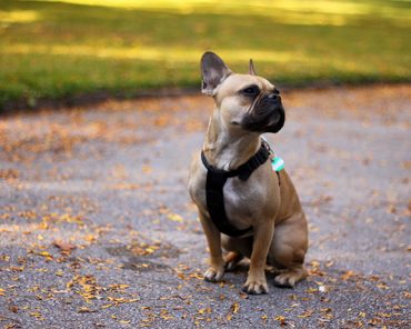 Happy birthday Mocca! Happy birthday Mocca!