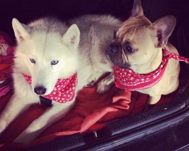 Mein Leben mit Hunden und eine Checkliste für (neue) Hundebesitzer! Mein Leben mit Hunden und eine Checkliste für (neue) Hundebesitzer!