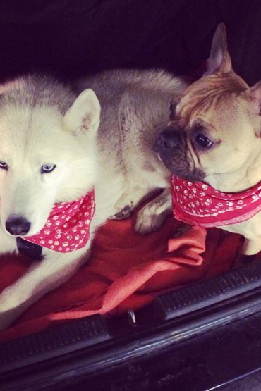 Mein Leben mit Hunden und eine Checkliste für (neue) Hundebesitzer! Mein Leben mit Hunden und eine Checkliste für (neue) Hundebesitzer!