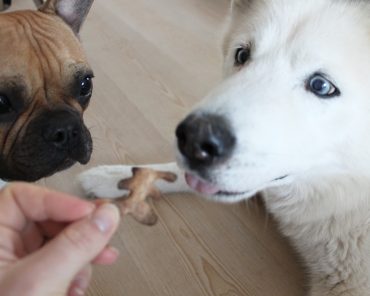 Haferflocken-Kekse für Hunde und neue Dogbar von MiaCara Haferflocken-Kekse für Hunde und neue Dogbar von MiaCara