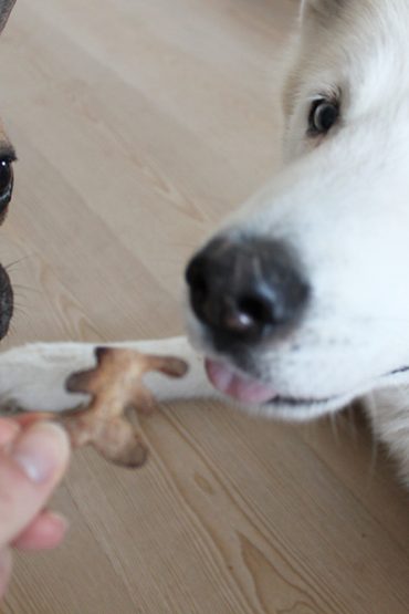 Haferflocken-Kekse für Hunde und neue Dogbar von MiaCara Haferflocken-Kekse für Hunde und neue Dogbar von MiaCara