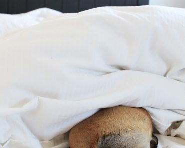 Happy ValenTIERstag! oder Mocca’s Homestory Happy ValenTIERstag! oder Mocca’s Homestory