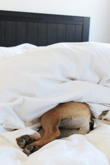 Happy ValenTIERstag! oder Mocca’s Homestory Happy ValenTIERstag! oder Mocca’s Homestory