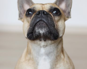 2 Jahre Who is Mocca? – wir sagen Danke und Wuff! 2 Jahre Who is Mocca? – wir sagen Danke und Wuff!