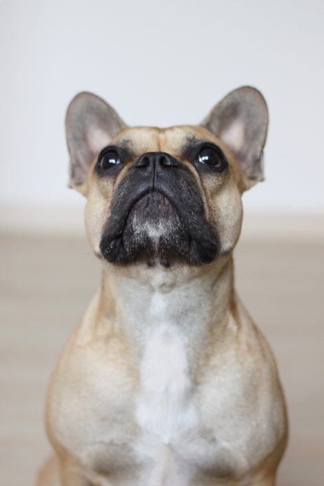 2 Jahre Who is Mocca? – wir sagen Danke und Wuff! 2 Jahre Who is Mocca? – wir sagen Danke und Wuff!