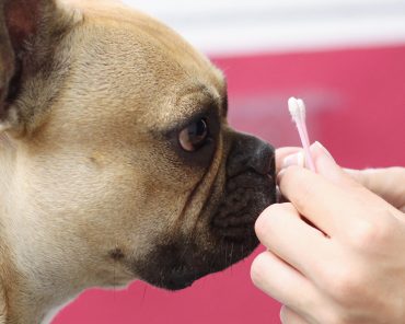 Mocca in the City: Ein Frenchie und ein Husky zu Gast im Hundesalon Pfötchenfee Mocca in the City: Ein Frenchie und ein Husky zu Gast im Hundesalon Pfötchenfee