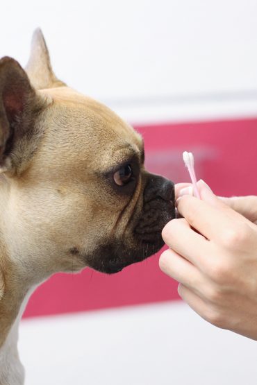 Mocca in the City: Ein Frenchie und ein Husky zu Gast im Hundesalon Pfötchenfee Mocca in the City: Ein Frenchie und ein Husky zu Gast im Hundesalon Pfötchenfee