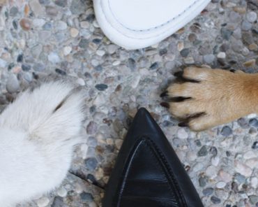 SHOE STEP OF THE YEAR 2015 – whoismocca x beatsanddogs – our shlovestory SHOE STEP OF THE YEAR 2015 – whoismocca x beatsanddogs – our shlovestory