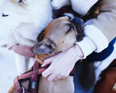 Zweierlei: Wenn ich ein Hund wäre… Zweierlei: Wenn ich ein Hund wäre…