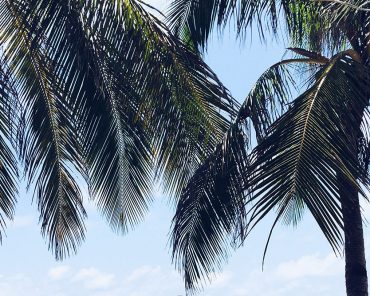 Palmenprints! Die schönsten Teile aus Fashion und Interior! Palmenprints! Die schönsten Teile aus Fashion und Interior!