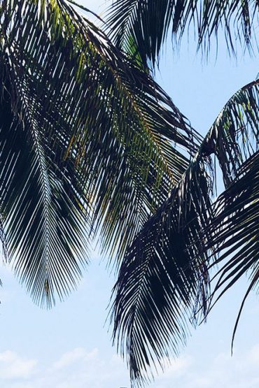 Palmenprints! Die schönsten Teile aus Fashion und Interior! Palmenprints! Die schönsten Teile aus Fashion und Interior!