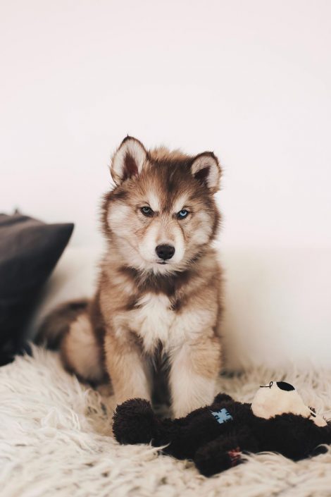 It’s so fluffy! Teddy, welcome to our family! It’s so fluffy! Teddy, welcome to our family!