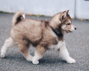 It’s so fluffy! Teddy, welcome to our family! It’s so fluffy! Teddy, welcome to our family!