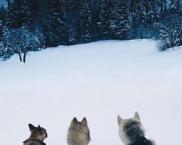 Angel, Mocca, Teddy – It’s your turn! Ein Tag im Leben meiner Hunde! Angel, Mocca, Teddy – It’s your turn! Ein Tag im Leben meiner Hunde!