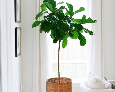 Der Pflanzen-Guide: 15 schöne und pflegeleichte Zimmerpflanzen! Der Pflanzen-Guide: 15 schöne und pflegeleichte Zimmerpflanzen!