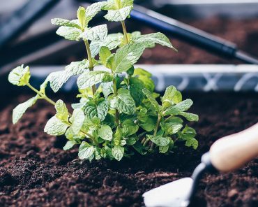 Hochbeet-Tipps: Anlegen, bepflanzen und leckeres Gemüse ernten! Hochbeet-Tipps: Anlegen, bepflanzen und leckeres Gemüse ernten!