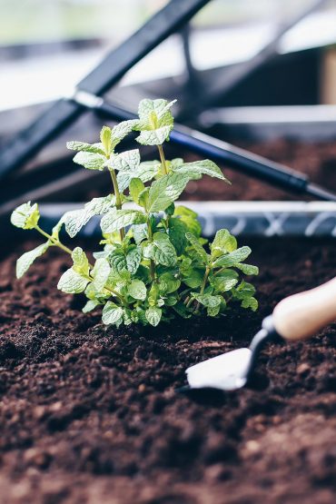 Hochbeet-Tipps: Anlegen, bepflanzen und leckeres Gemüse ernten! Hochbeet-Tipps: Anlegen, bepflanzen und leckeres Gemüse ernten!