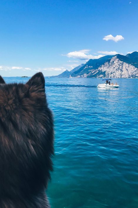 Meine Tipps für einen Urlaub mit Hund am Gardasee! Meine Tipps für einen Urlaub mit Hund am Gardasee!