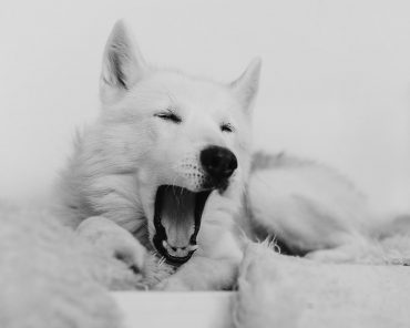 Warum Hunde eigentlich nie wirklich sterben! Warum Hunde eigentlich nie wirklich sterben!