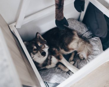 Sauberer Haushalt mit Hund? 7 Tipps für ein reinliches Hunde-Zuhause! Sauberer Haushalt mit Hund? 7 Tipps für ein reinliches Hunde-Zuhause!