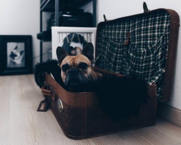 Berufstätig mit Hund – geht das überhaupt? Berufstätig mit Hund – geht das überhaupt?