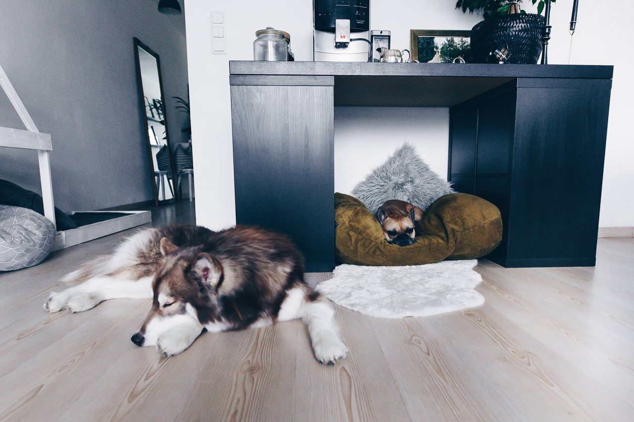 Hundehütte Für Die Wohnung Selber Bauen DIY: Hundehütte für die Wohnung selber bauen (inklusive praktischem