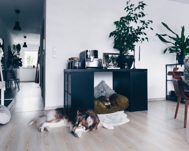 DIY: Hundehütte für die Wohnung selber bauen (inklusive praktischem Stauraum!) DIY: Hundehütte für die Wohnung selber bauen (inklusive praktischem Stauraum!)