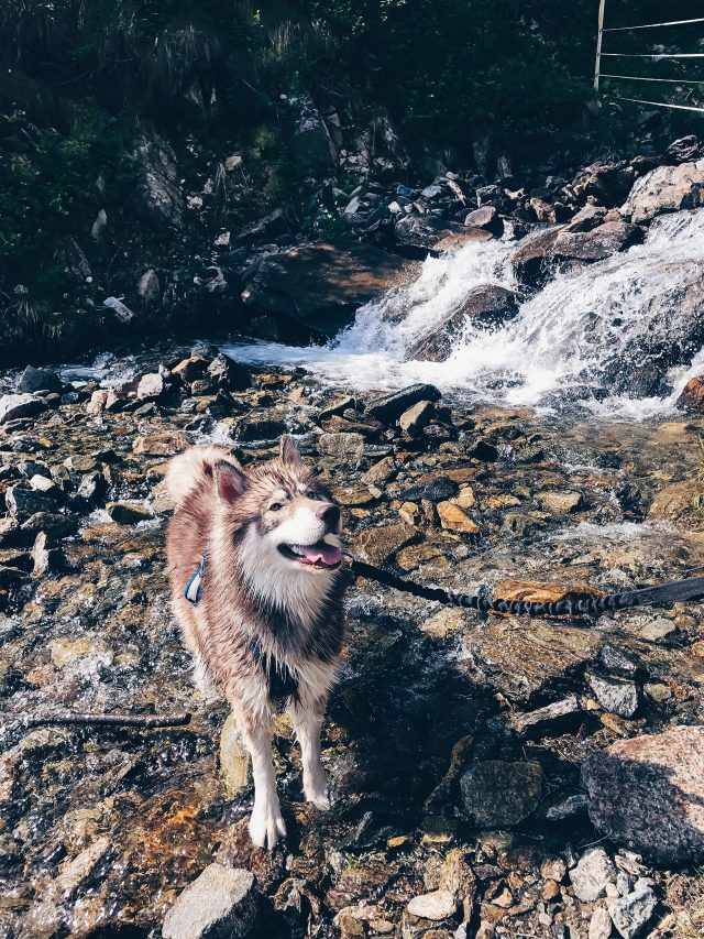 Wandern mit Hund in Tirol Der Hundstalsee Life und Style Blog aus