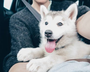 Follow My Week mit Husky Puppy Sky + Sunday Cravings Follow My Week mit Husky Puppy Sky + Sunday Cravings