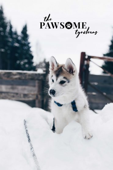 The Pawsome Tyroleans, der neue Hundeblog aus Österreich, ist online! The Pawsome Tyroleans, der neue Hundeblog aus Österreich, ist online!