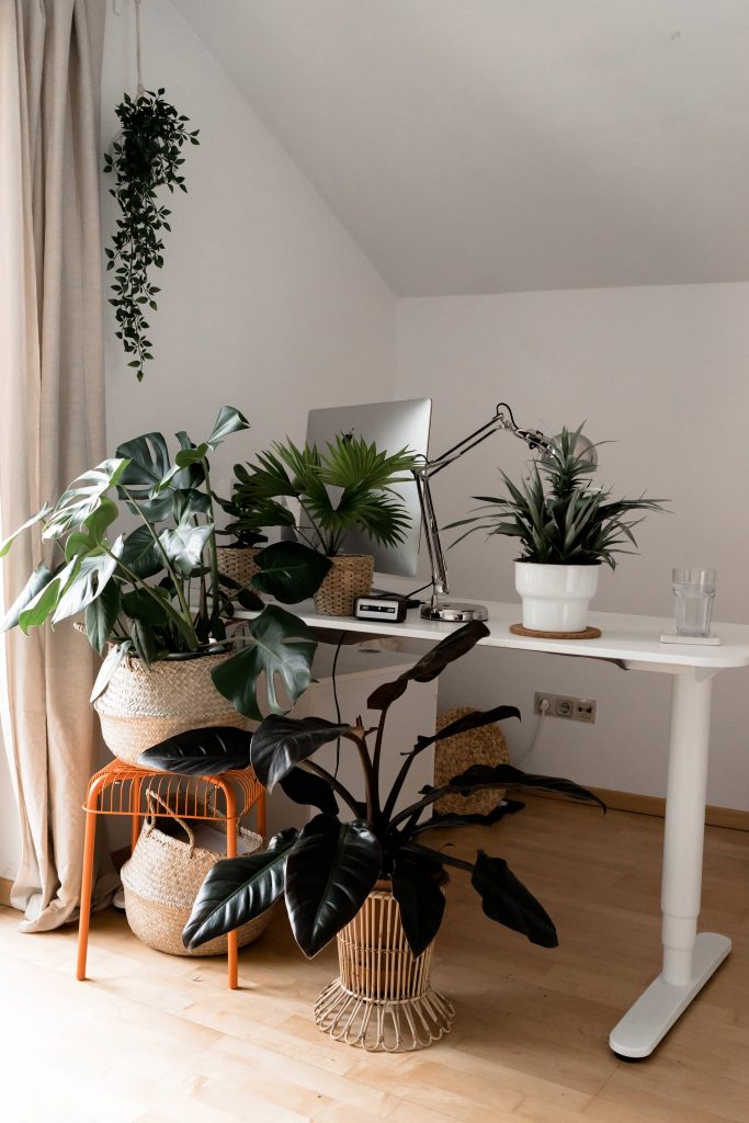 Mit grünen Zimmerpflanzen eine tolle Oase schaffen? Der große