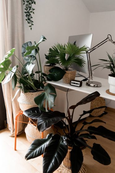 Mit grünen Zimmerpflanzen eine tolle Oase schaffen? Der große Grünpflanzen-Guide! Mit grünen Zimmerpflanzen eine tolle Oase schaffen? Der große Grünpflanzen-Guide!