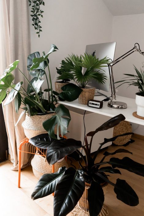 Mit grünen Zimmerpflanzen eine tolle Oase schaffen? Der große Grünpflanzen-Guide! Mit grünen Zimmerpflanzen eine tolle Oase schaffen? Der große Grünpflanzen-Guide!